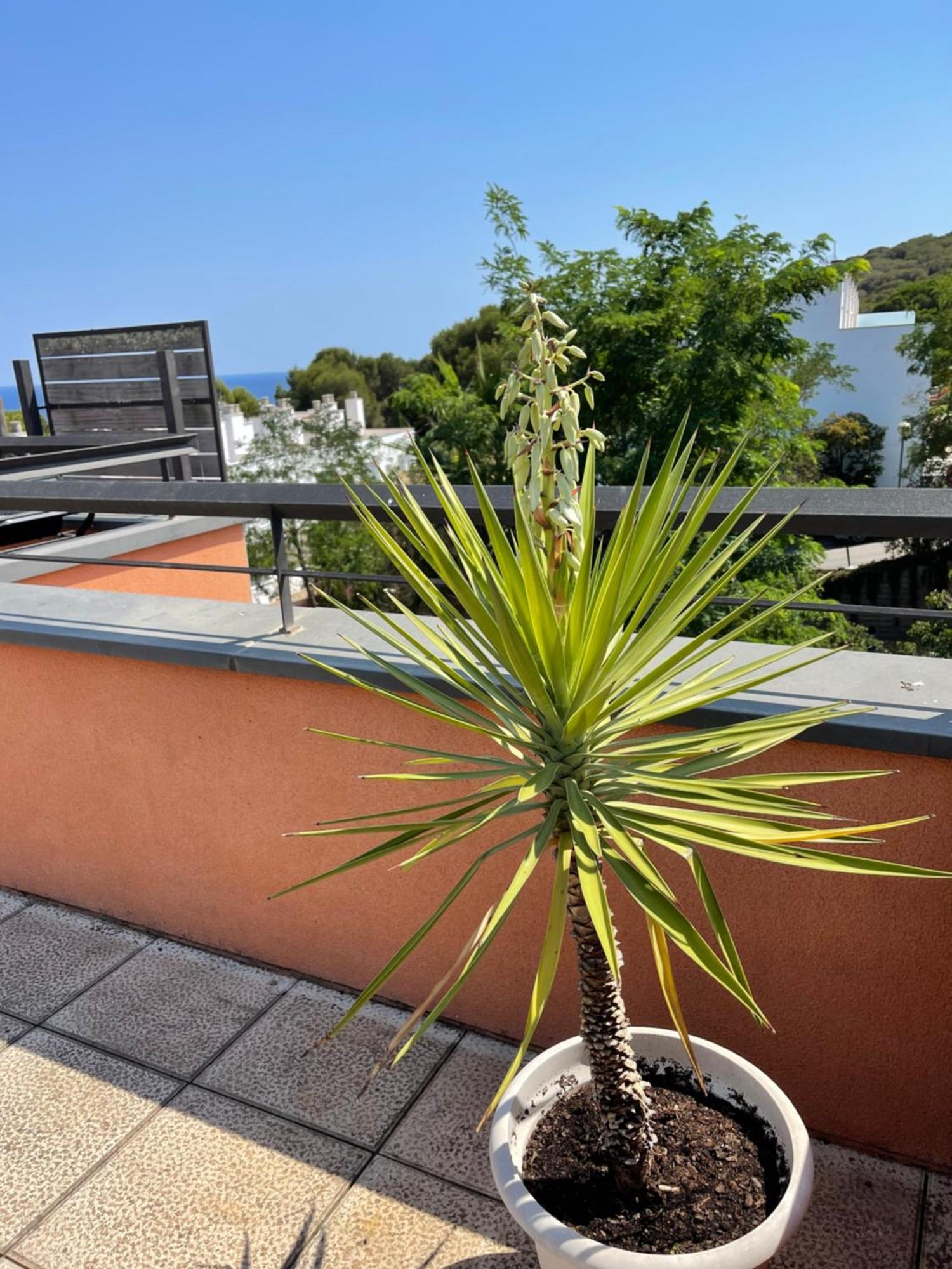 Sunny Apartment Sa Boadella Big Solarium Sea View Λορέτ Ντε Μαρ Εξωτερικό φωτογραφία